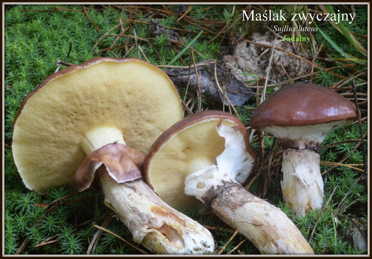 wystawa-swiezych-grzybow-tylko-na-naszym-portalu-91654