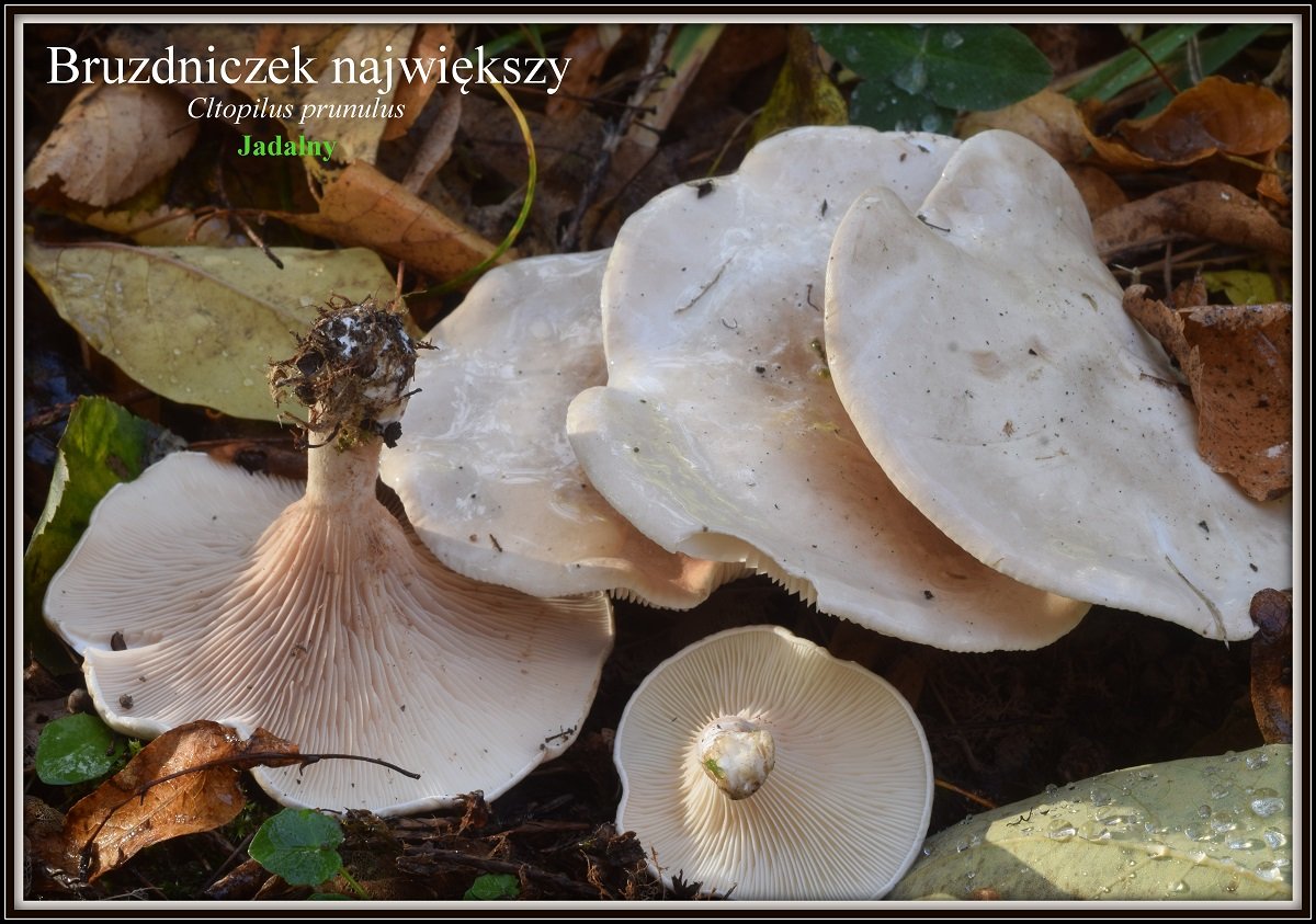 wystawa-swiezych-grzybow-tylko-na-naszym-portalu-91654