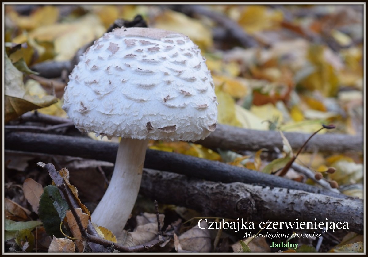 wystawa-swiezych-grzybow-tylko-na-naszym-portalu-91654