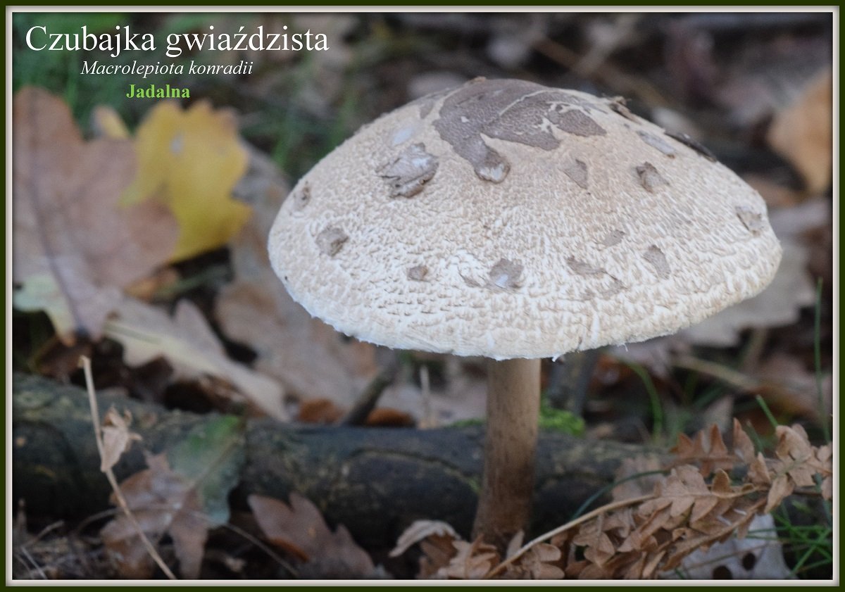 wystawa-swiezych-grzybow-tylko-na-naszym-portalu-91654