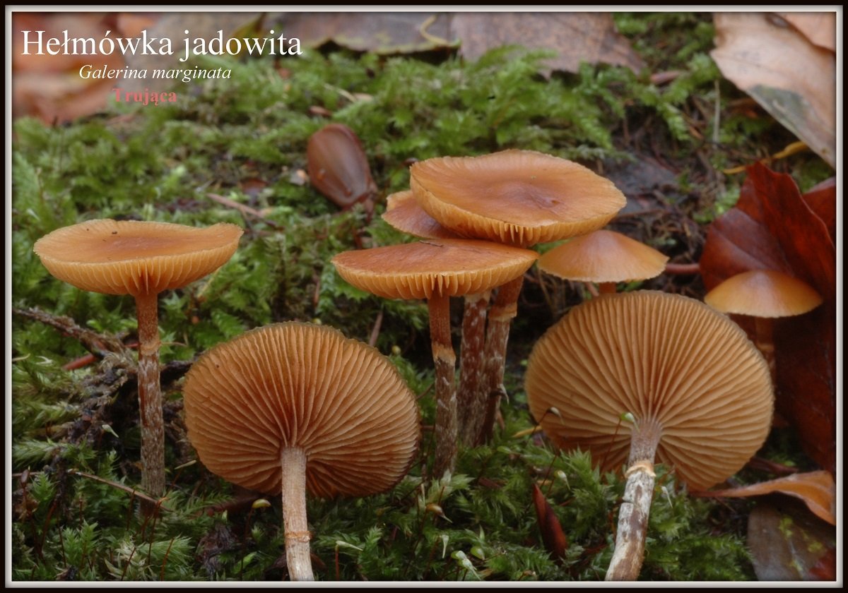 wystawa-swiezych-grzybow-tylko-na-naszym-portalu-91654
