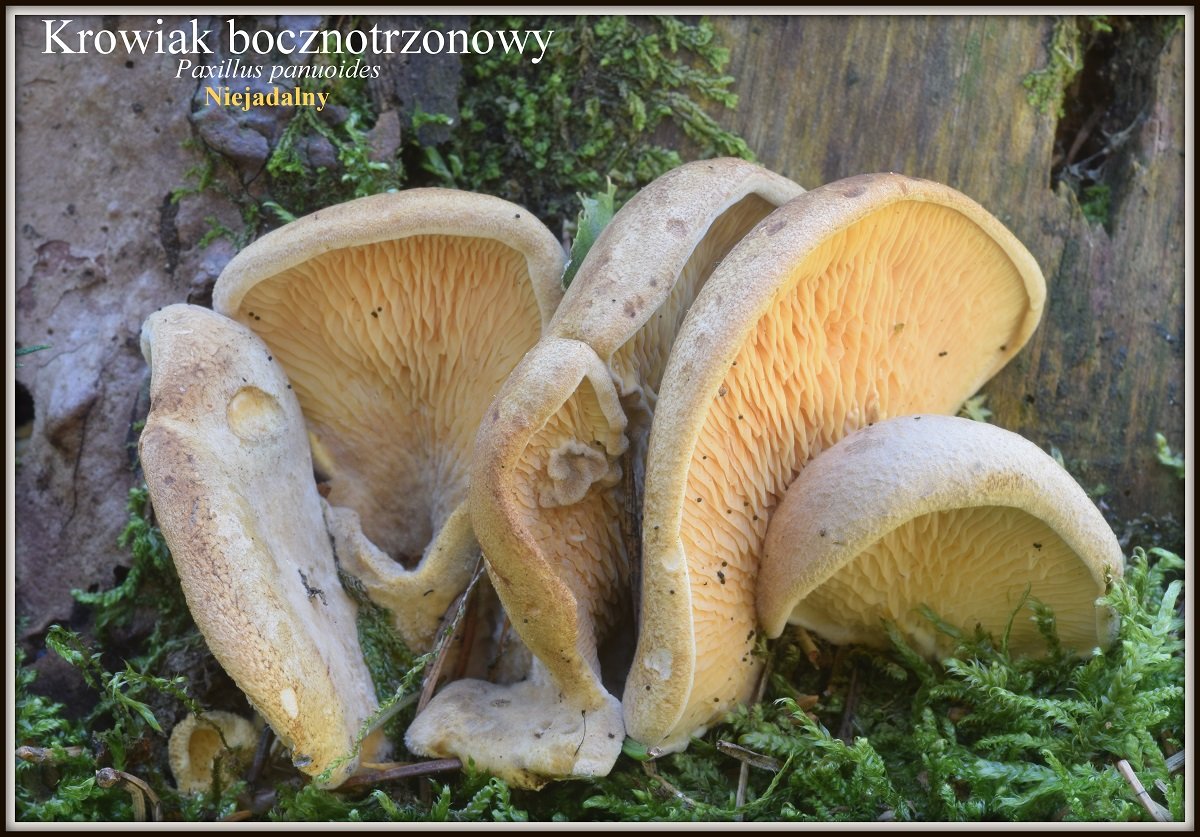 wystawa-swiezych-grzybow-tylko-na-naszym-portalu-91654