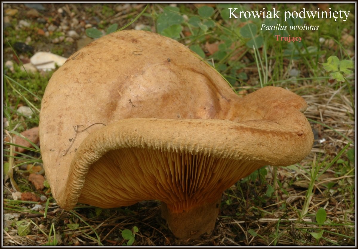 wystawa-swiezych-grzybow-tylko-na-naszym-portalu-91654
