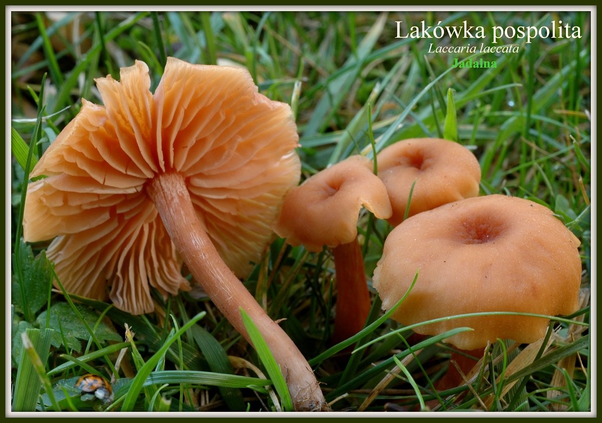 wystawa-swiezych-grzybow-tylko-na-naszym-portalu-91654