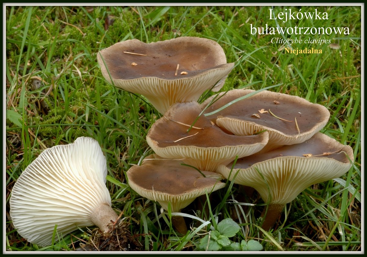 wystawa-swiezych-grzybow-tylko-na-naszym-portalu-91654