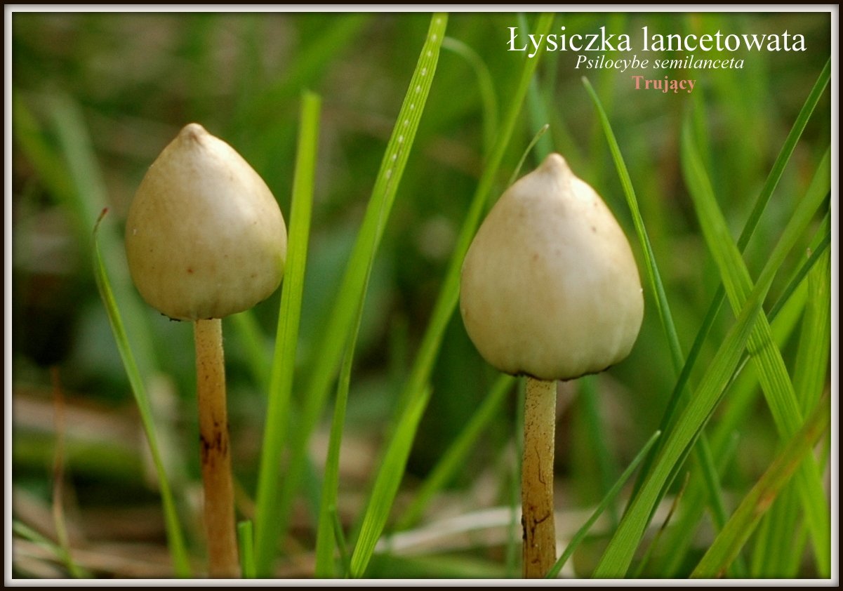 wystawa-swiezych-grzybow-tylko-na-naszym-portalu-91654