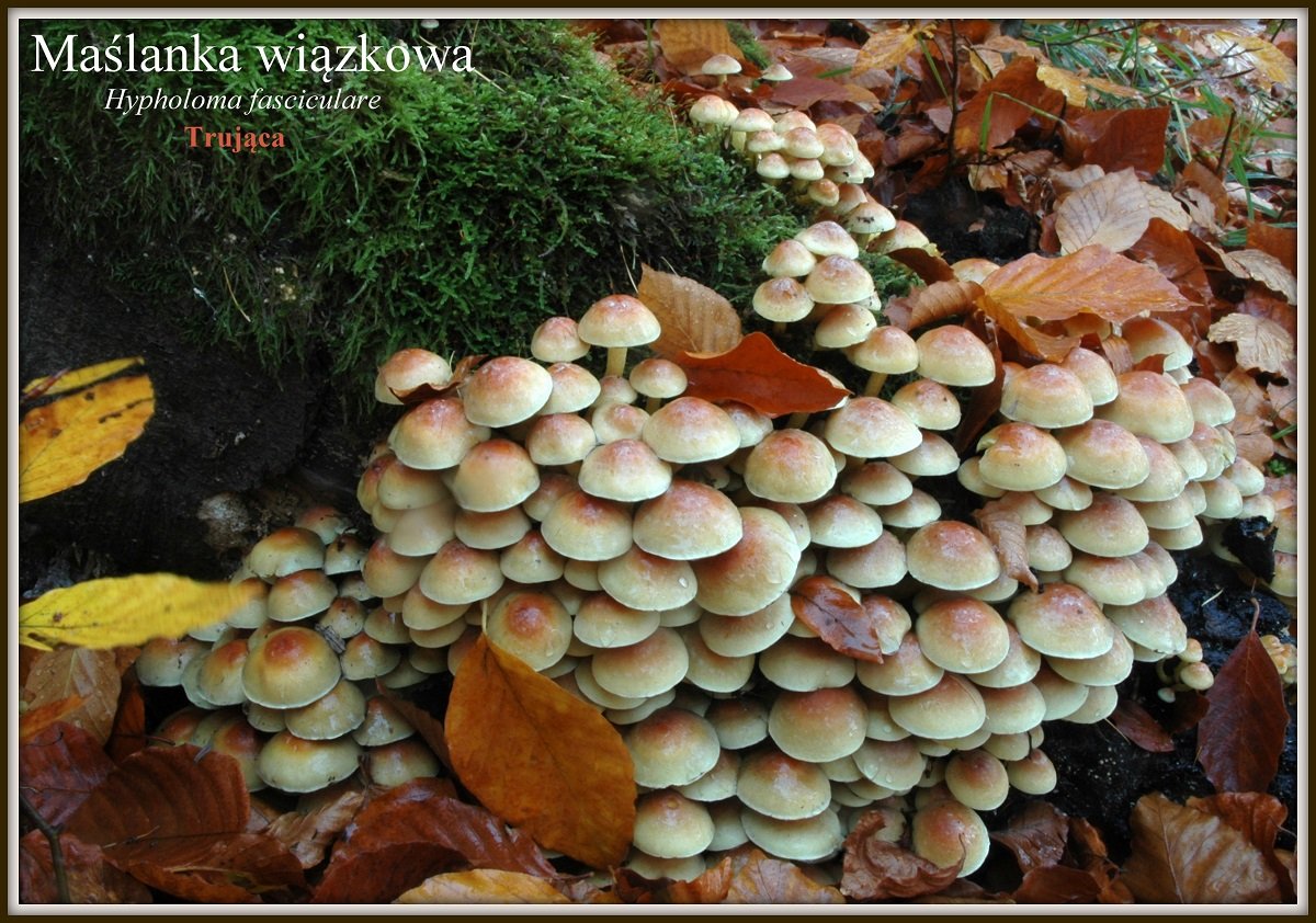 wystawa-swiezych-grzybow-tylko-na-naszym-portalu-91654