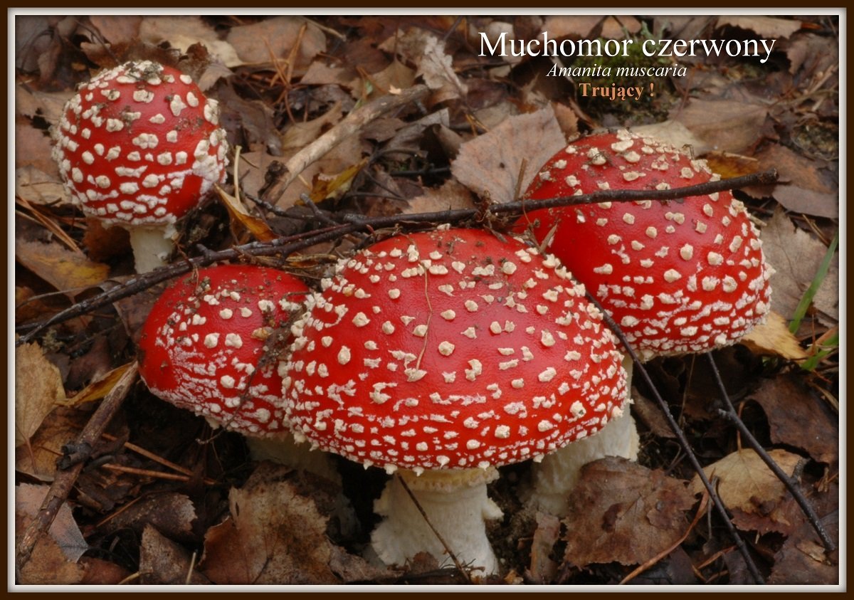 wystawa-swiezych-grzybow-tylko-na-naszym-portalu-91654