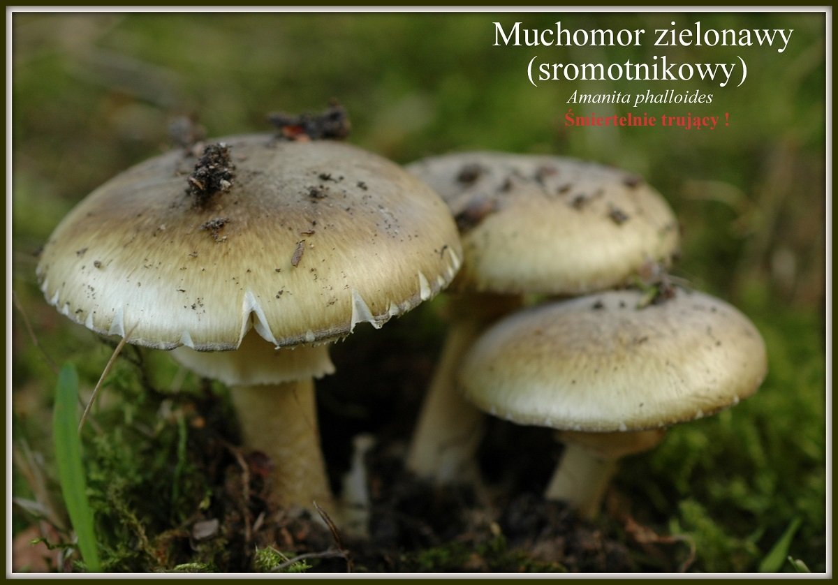 wystawa-swiezych-grzybow-tylko-na-naszym-portalu-91654