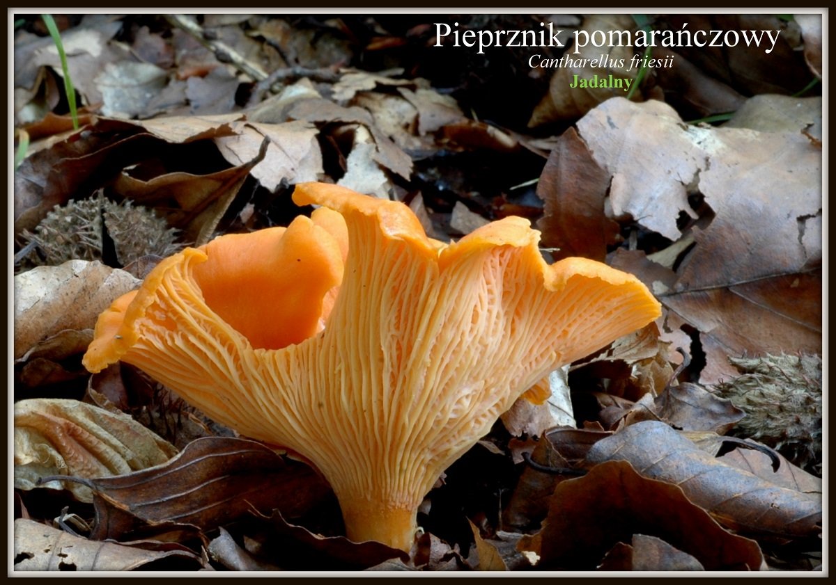 wystawa-swiezych-grzybow-tylko-na-naszym-portalu-91654