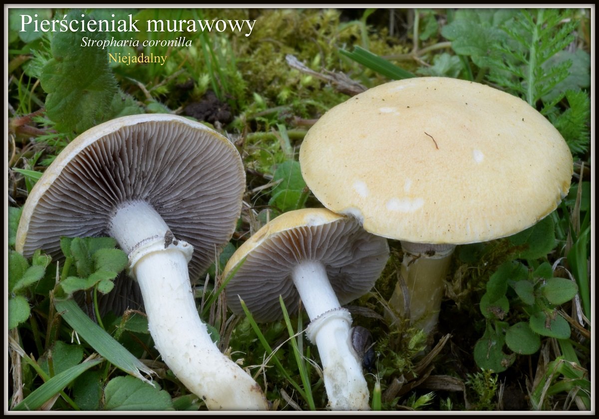 wystawa-swiezych-grzybow-tylko-na-naszym-portalu-91654