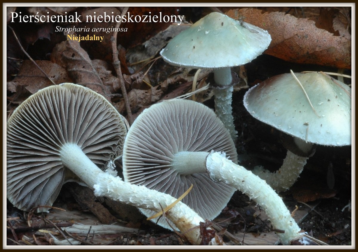 wystawa-swiezych-grzybow-tylko-na-naszym-portalu-91654