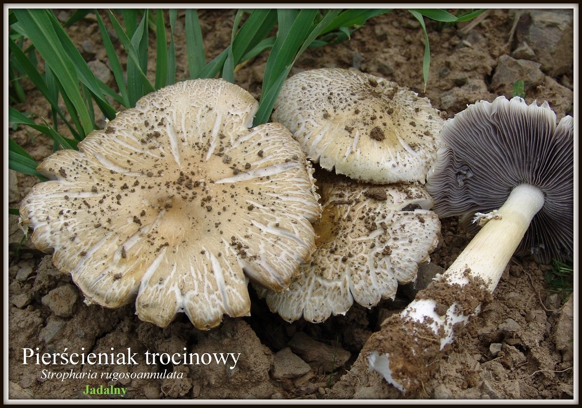 wystawa-swiezych-grzybow-tylko-na-naszym-portalu-91654