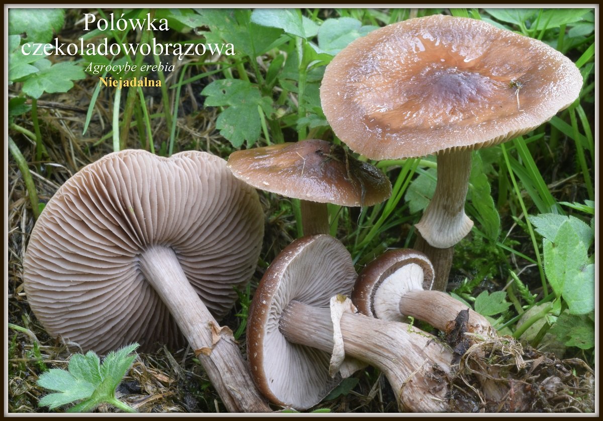 wystawa-swiezych-grzybow-tylko-na-naszym-portalu-91654