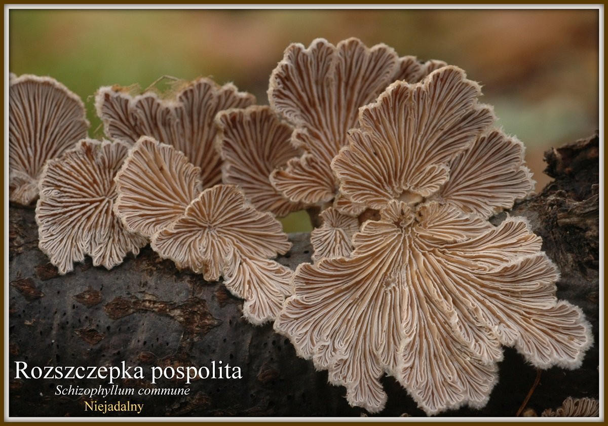 wystawa-swiezych-grzybow-tylko-na-naszym-portalu-91654