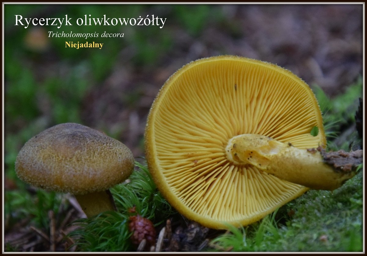 wystawa-swiezych-grzybow-tylko-na-naszym-portalu-91654