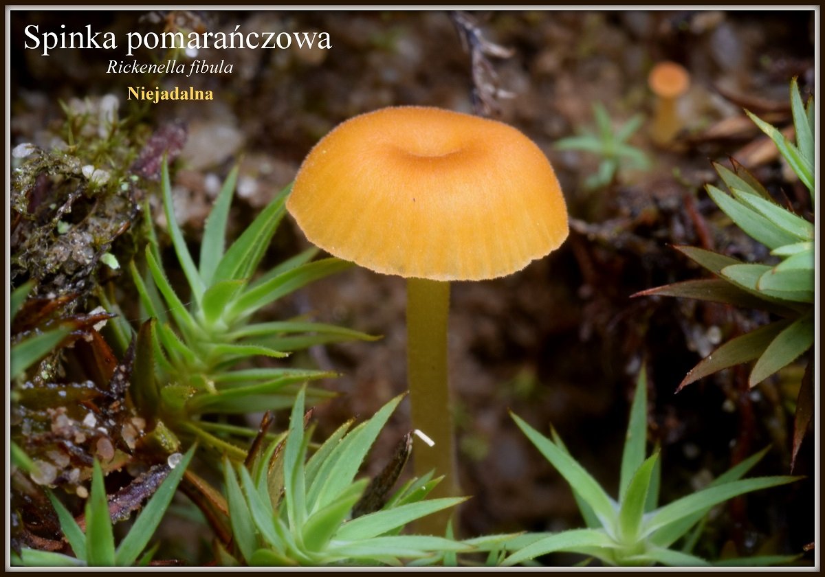 wystawa-swiezych-grzybow-tylko-na-naszym-portalu-91654