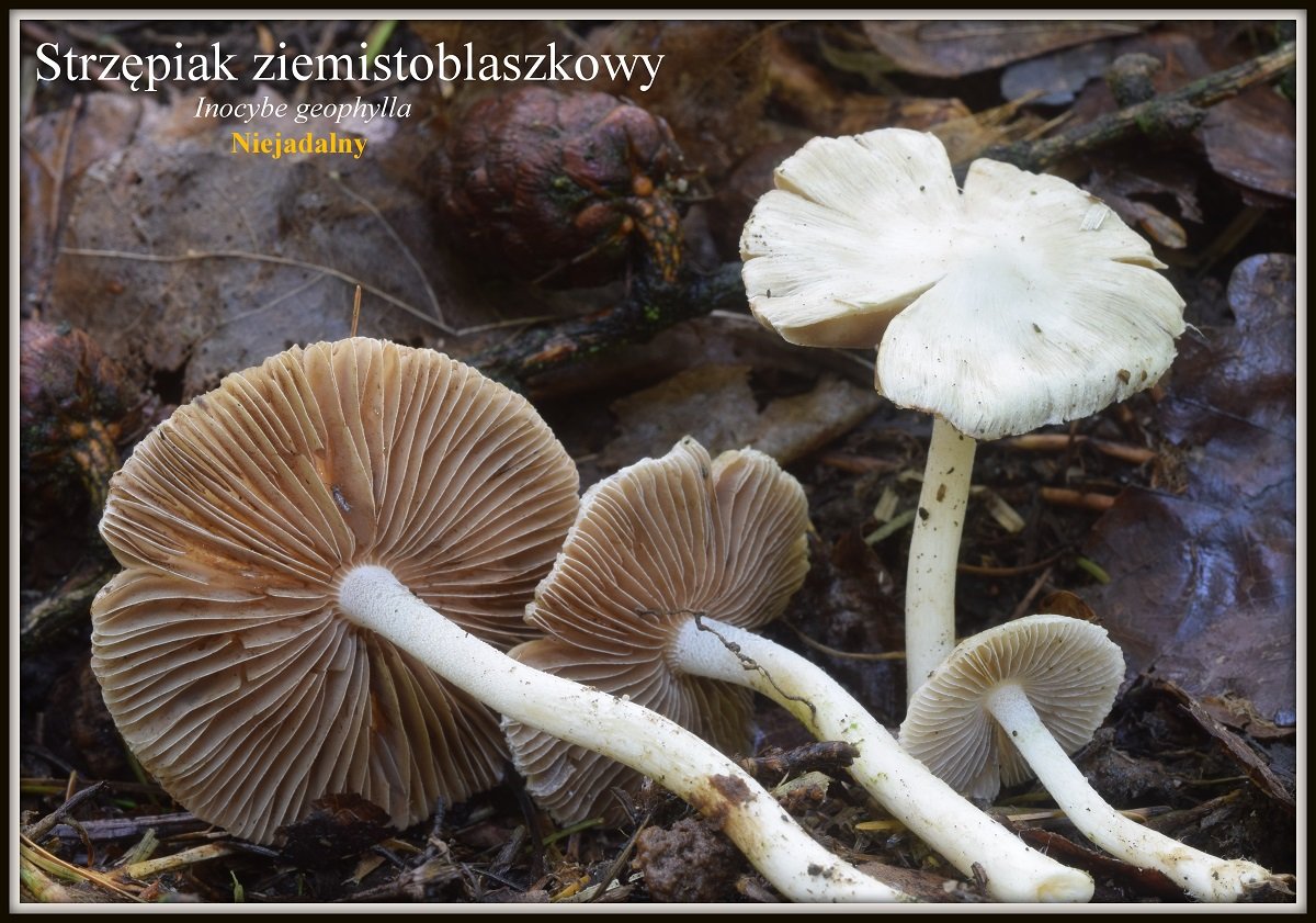 wystawa-swiezych-grzybow-tylko-na-naszym-portalu-91654