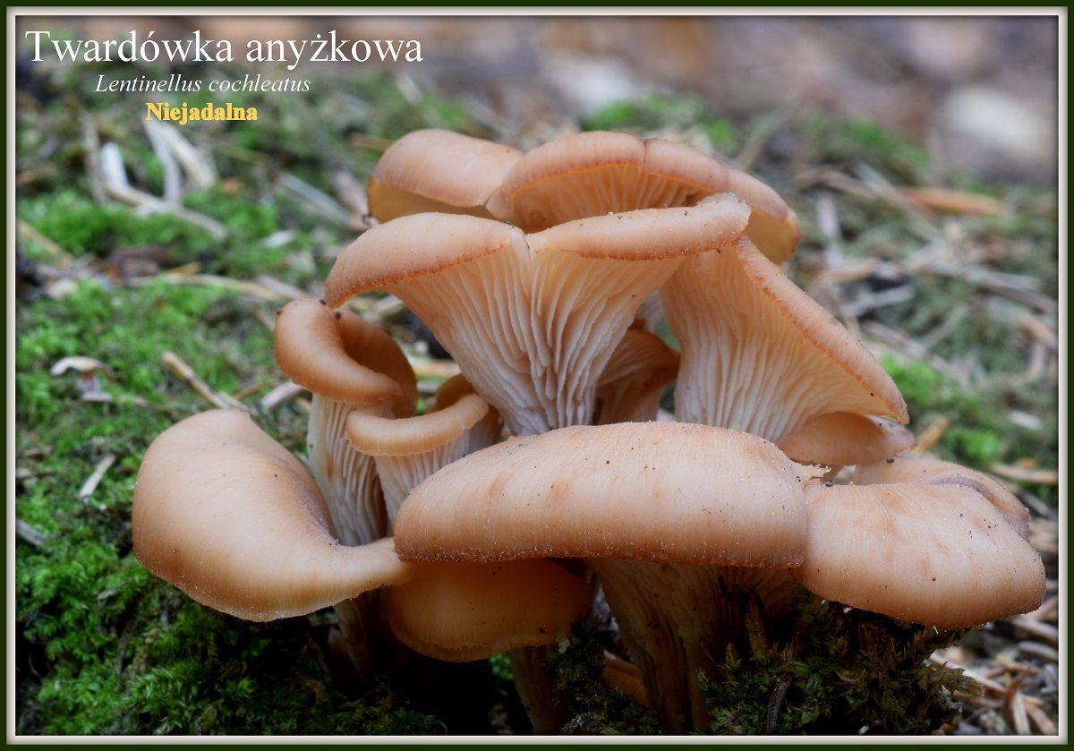 wystawa-swiezych-grzybow-tylko-na-naszym-portalu-91654