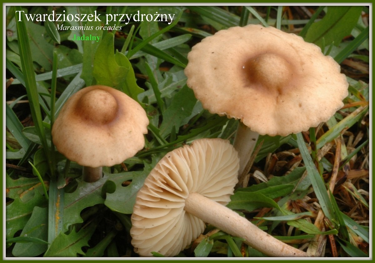 wystawa-swiezych-grzybow-tylko-na-naszym-portalu-91654