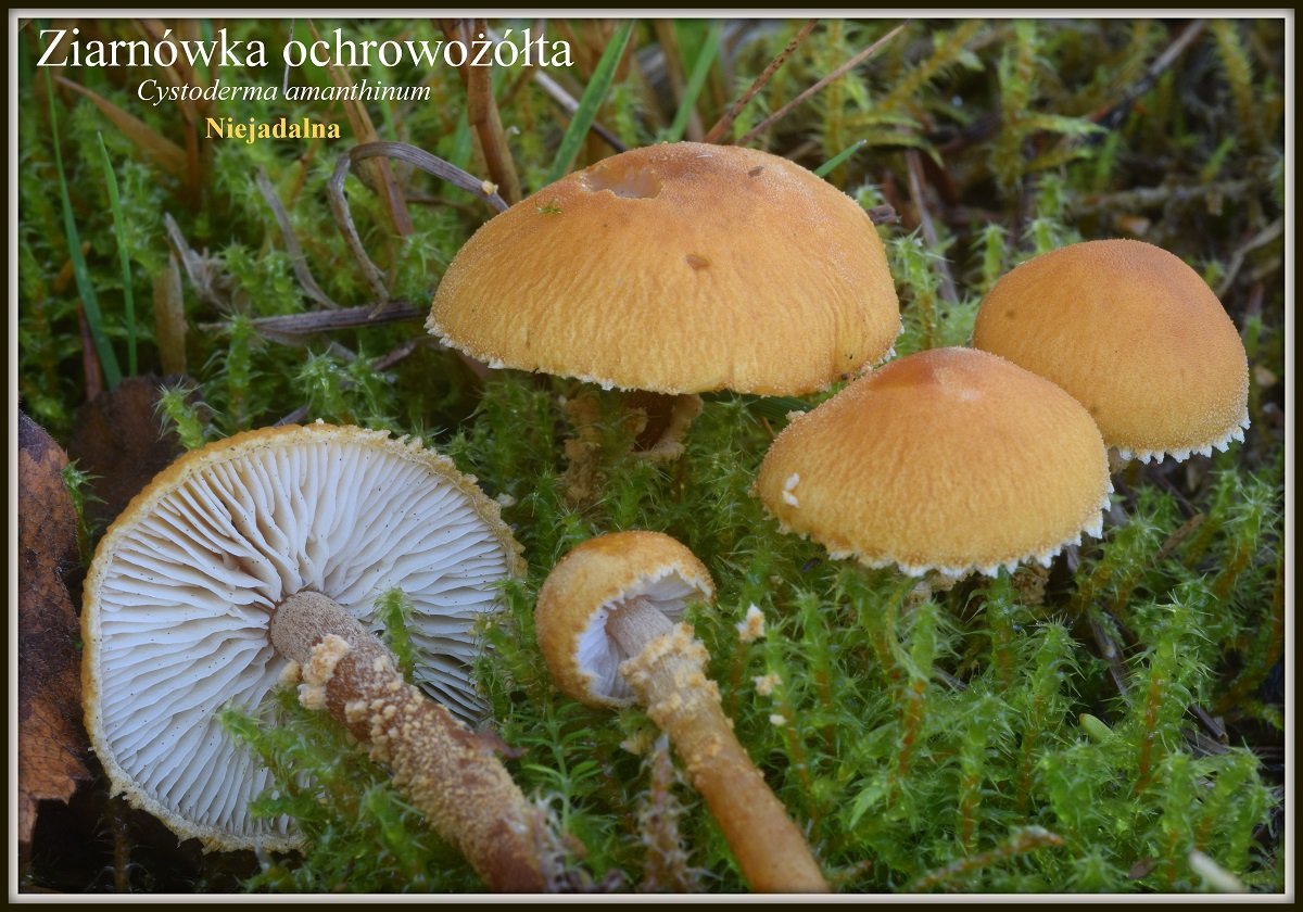 wystawa-swiezych-grzybow-tylko-na-naszym-portalu-91654