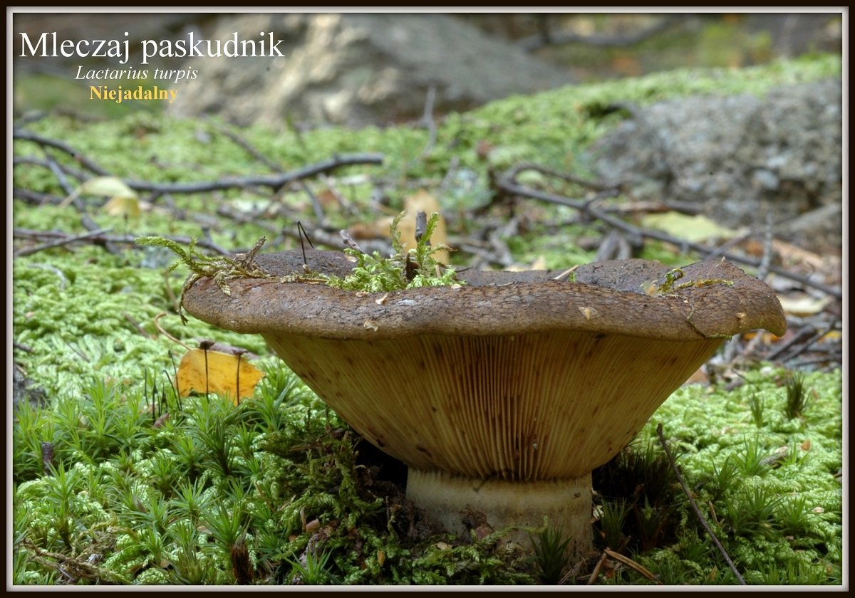 wystawa-swiezych-grzybow-tylko-na-naszym-portalu-91654