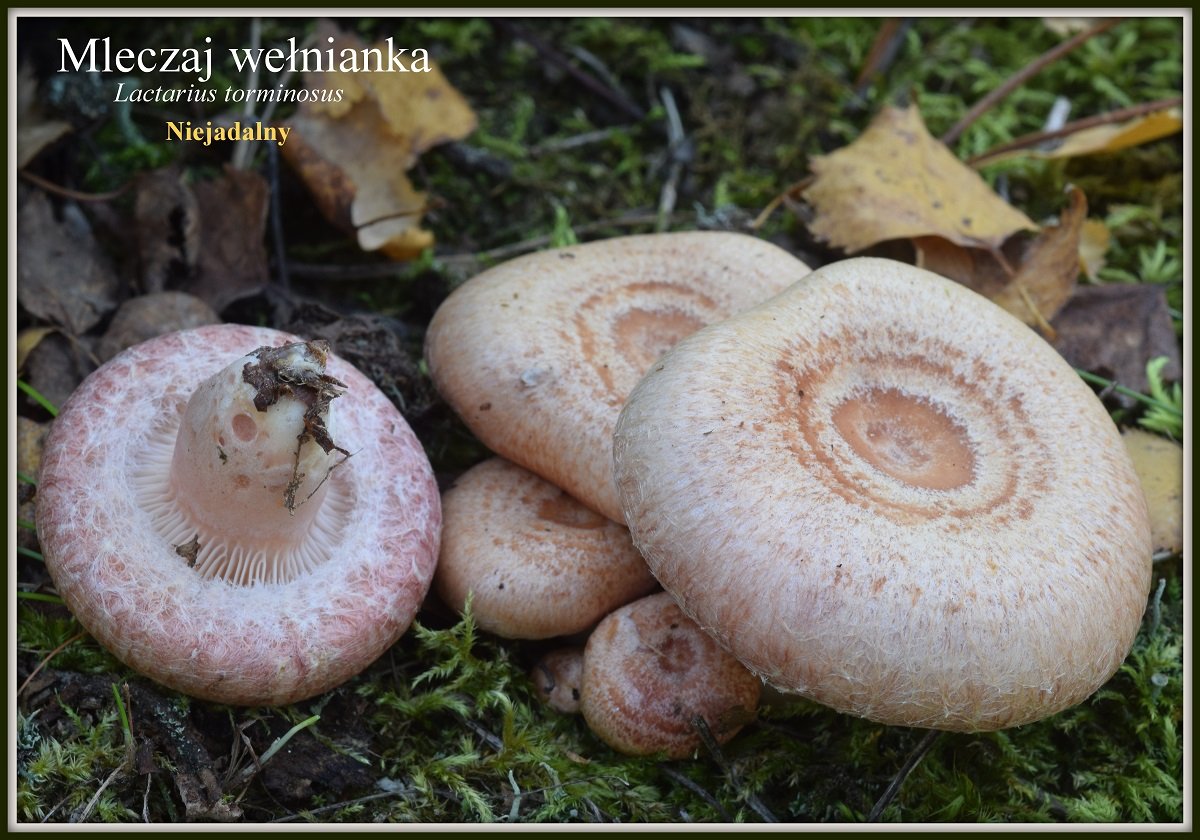 wystawa-swiezych-grzybow-tylko-na-naszym-portalu-91654