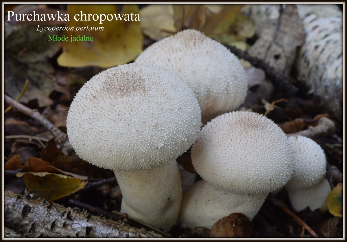 wystawa-swiezych-grzybow-tylko-na-naszym-portalu-91654