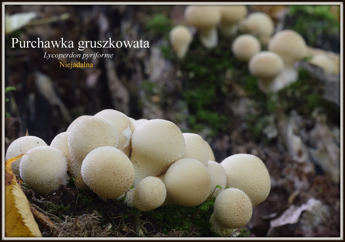 wystawa-swiezych-grzybow-tylko-na-naszym-portalu-91654