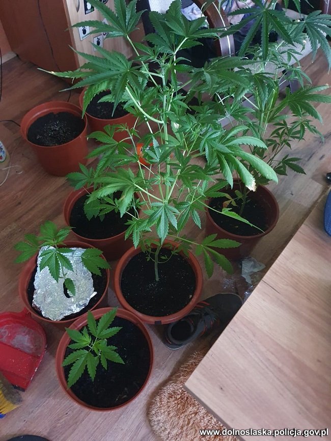likwidacja-plantacji-marihuany-92323