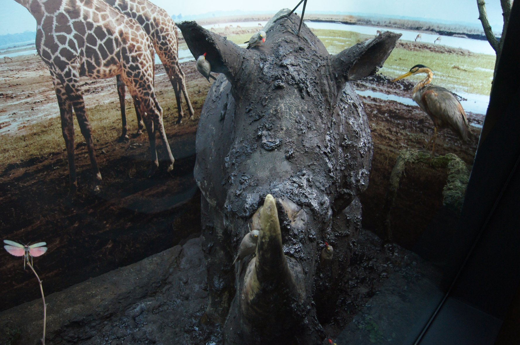 jedyna-taka-wystawa-w-muzeum-przyrodniczym-93148