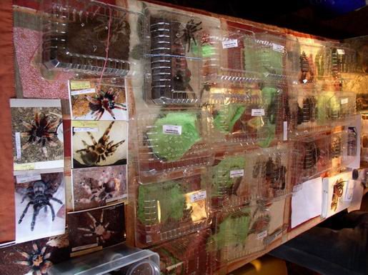 krajowa-gieda-terrarystyczno-zoologiczna-relacja-932