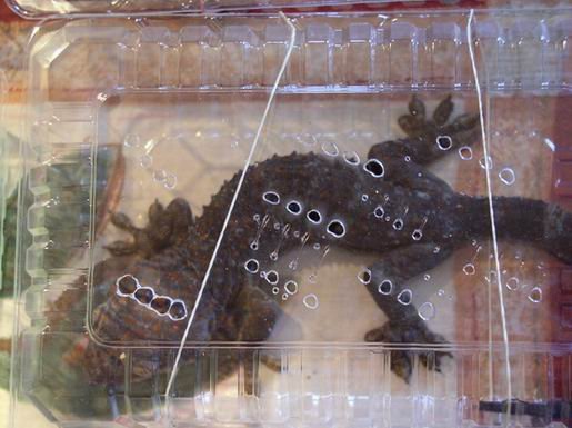 krajowa-gieda-terrarystyczno-zoologiczna-relacja-932