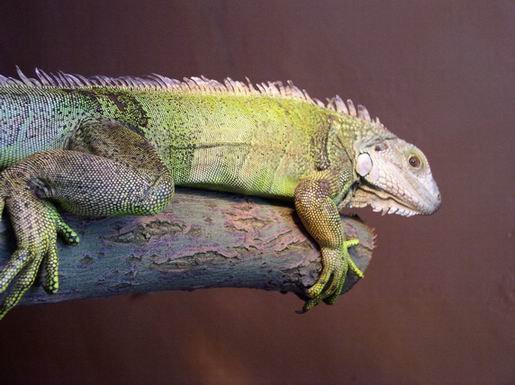 krajowa-gieda-terrarystyczno-zoologiczna-relacja-932