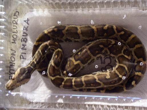 krajowa-gieda-terrarystyczno-zoologiczna-relacja-932