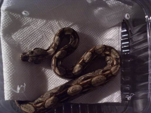 krajowa-gieda-terrarystyczno-zoologiczna-relacja-932