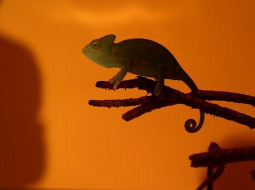 krajowa-gieda-terrarystyczno-zoologiczna-relacja-932