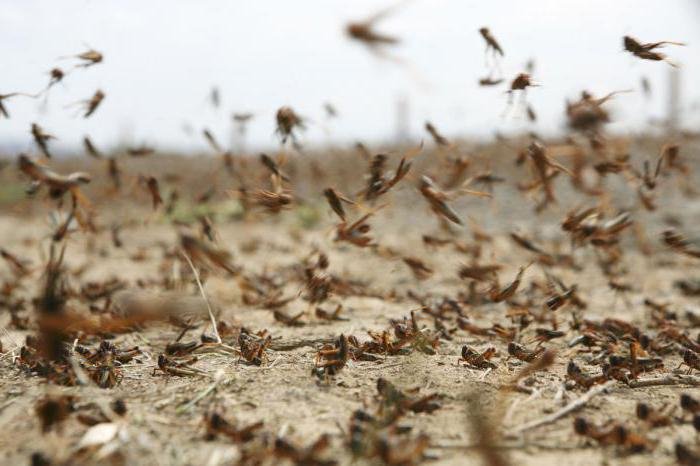 Plaga szarańczy