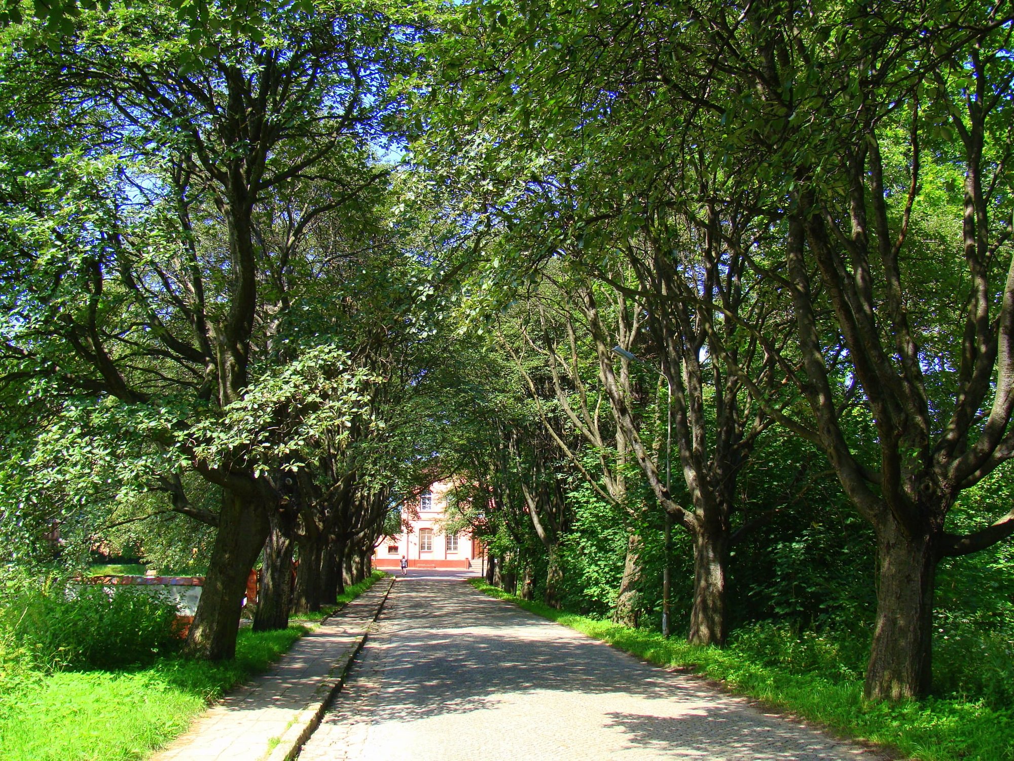 remont-zabytkowej-alei-95760