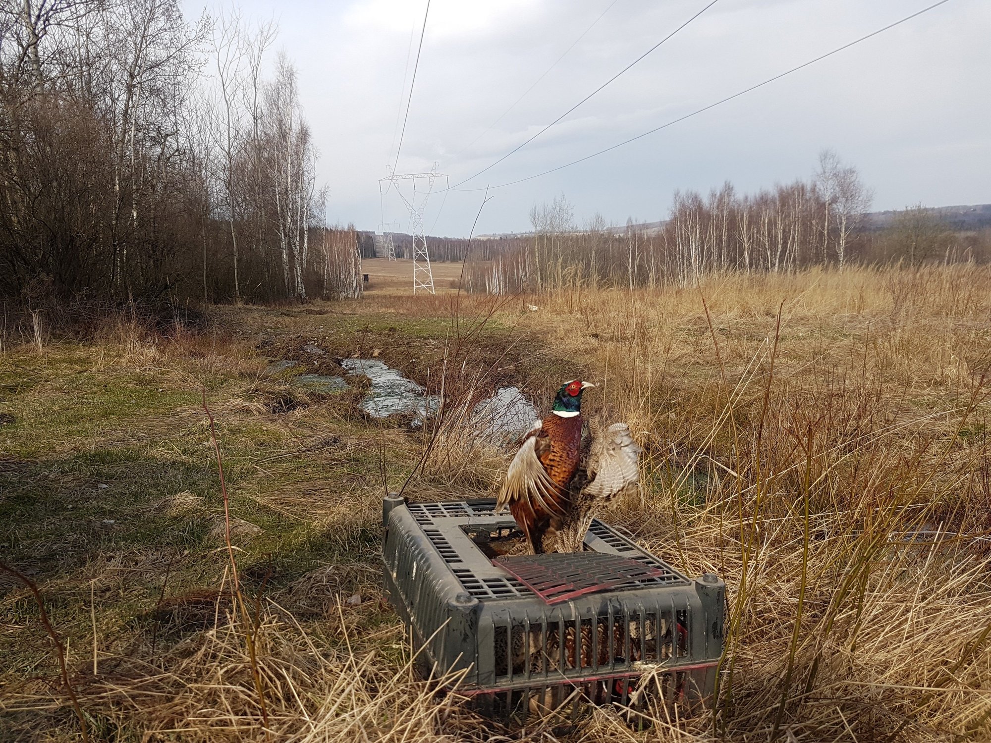 przybyo-bazantow-95782