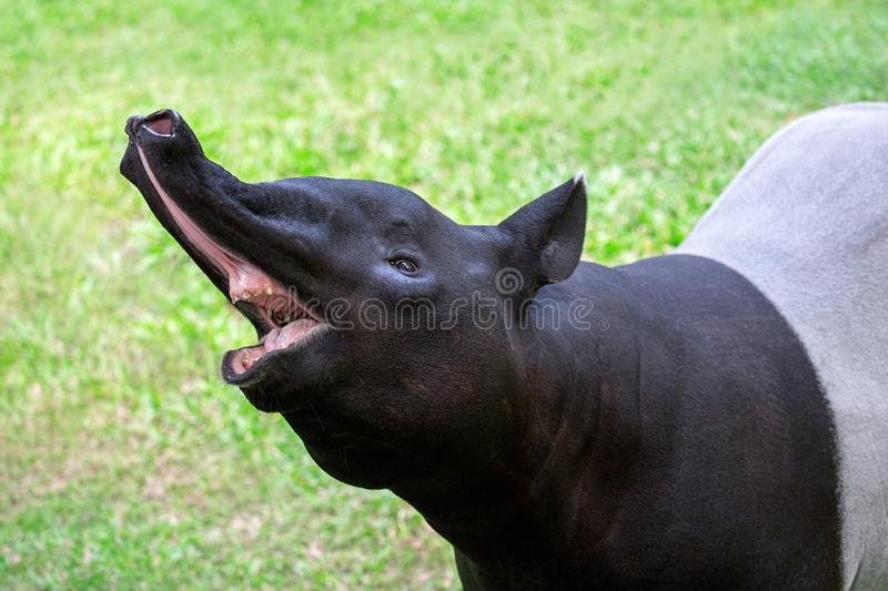 dzien-tapira-96226