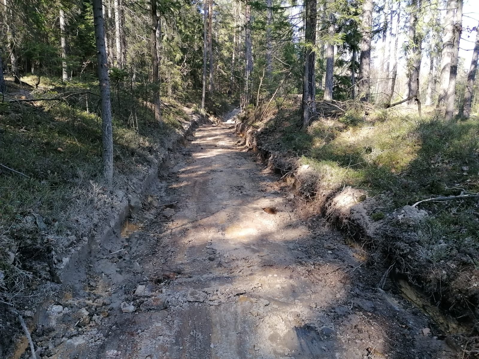 lesnicy-koncza-porzadki-96356