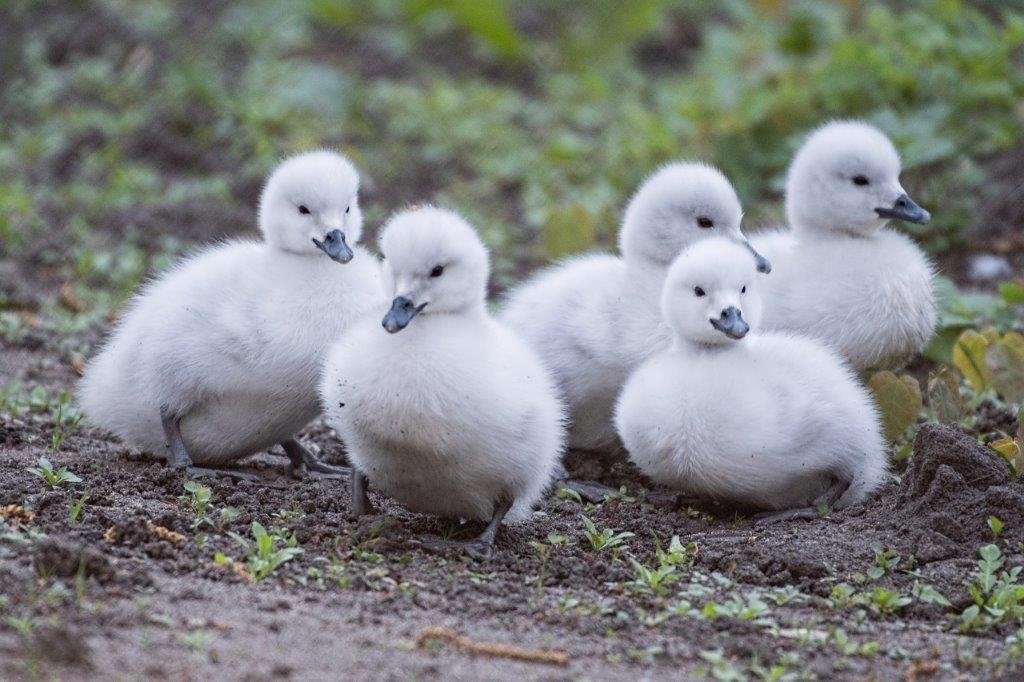 baby-boom-w-zoo-96516