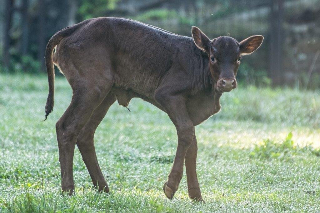 baby-boom-w-zoo-96516
