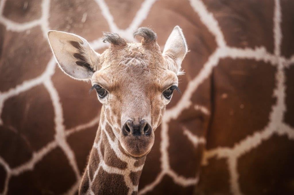 baby-boom-w-zoo-96516
