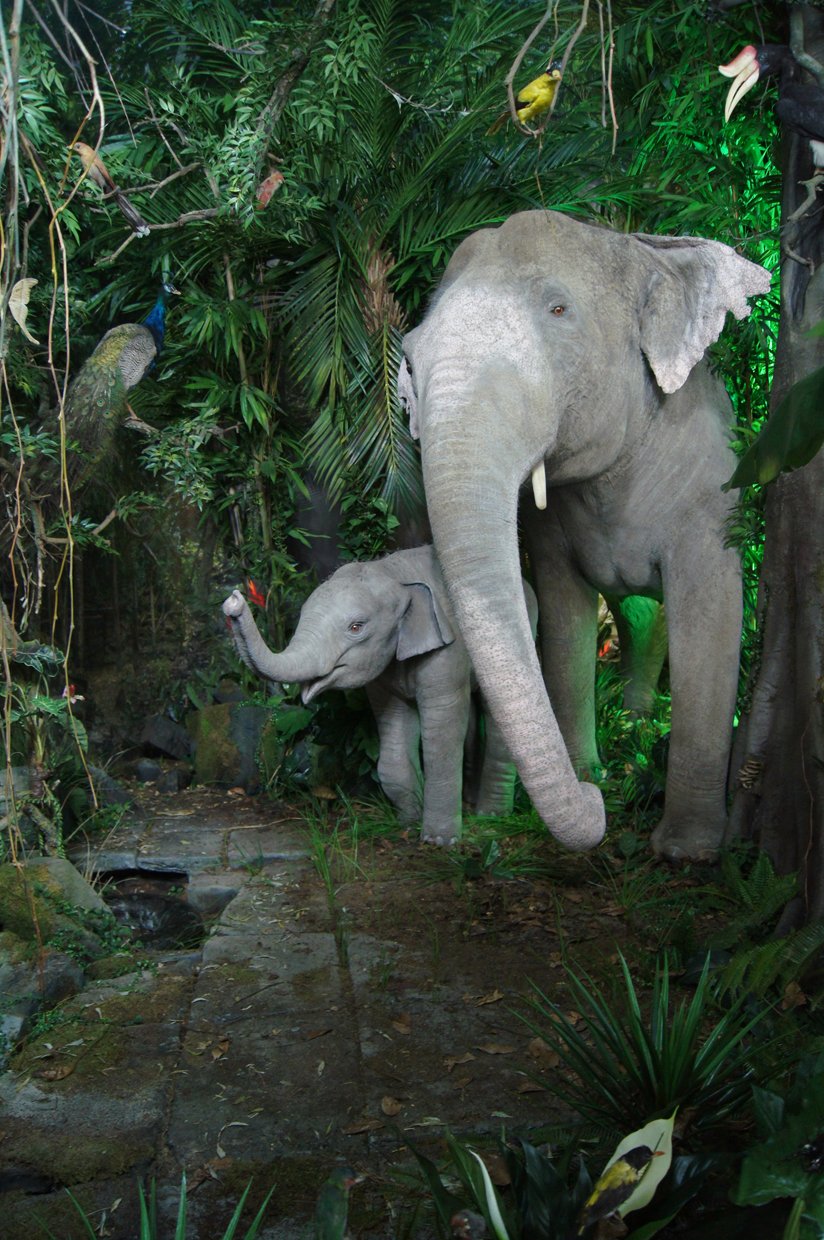 Nowoczesna diorama w obecnej siedzibie Muzeum Przyrodniczego w Jeleniej Górze–Cieplicach