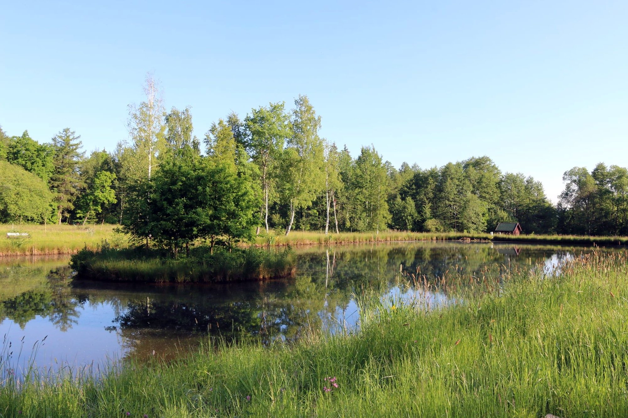 piekno-lesnego-ogrodu-97286
