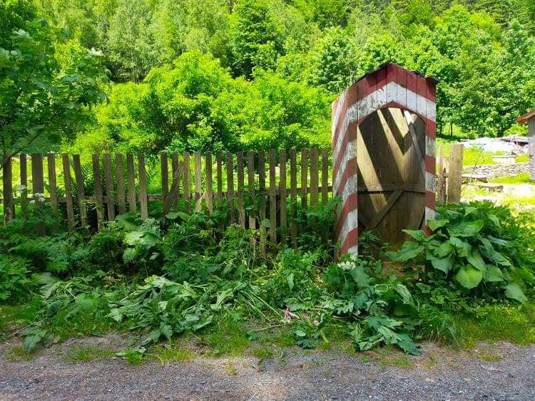 trwa-walka-z-barszczem-sosnowskiego-97496