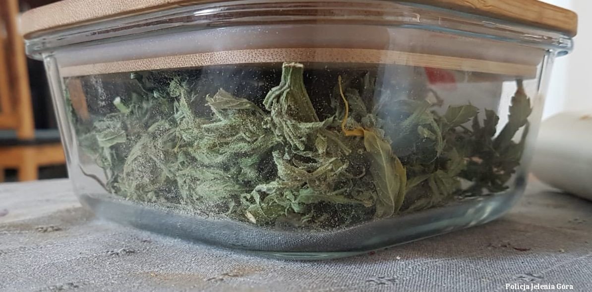 nielegalna-plantacja-zostaa-zlikwidowana-97540