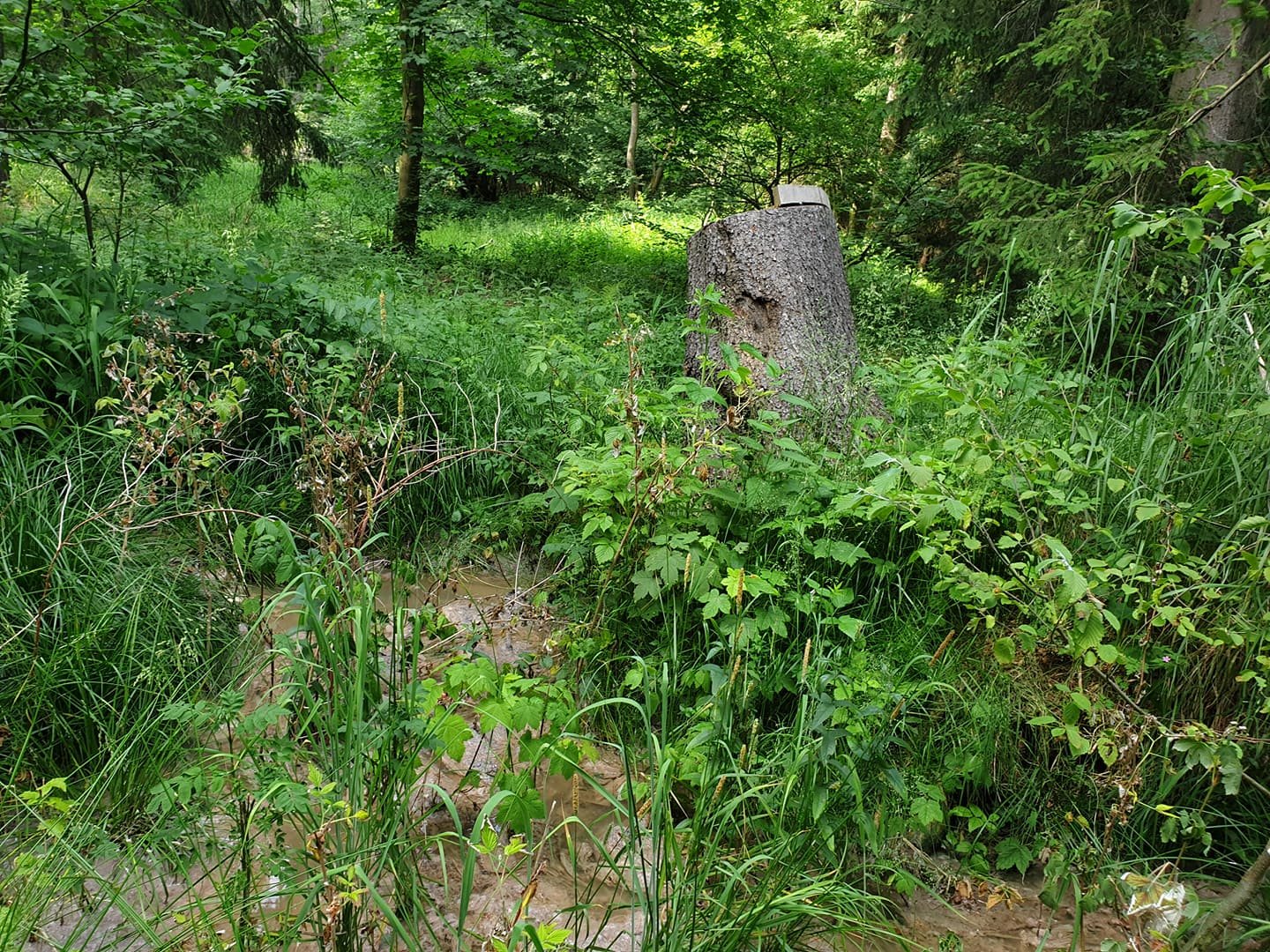 fekalia-zaleway-ake-97547